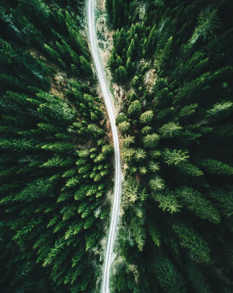 Forest from above